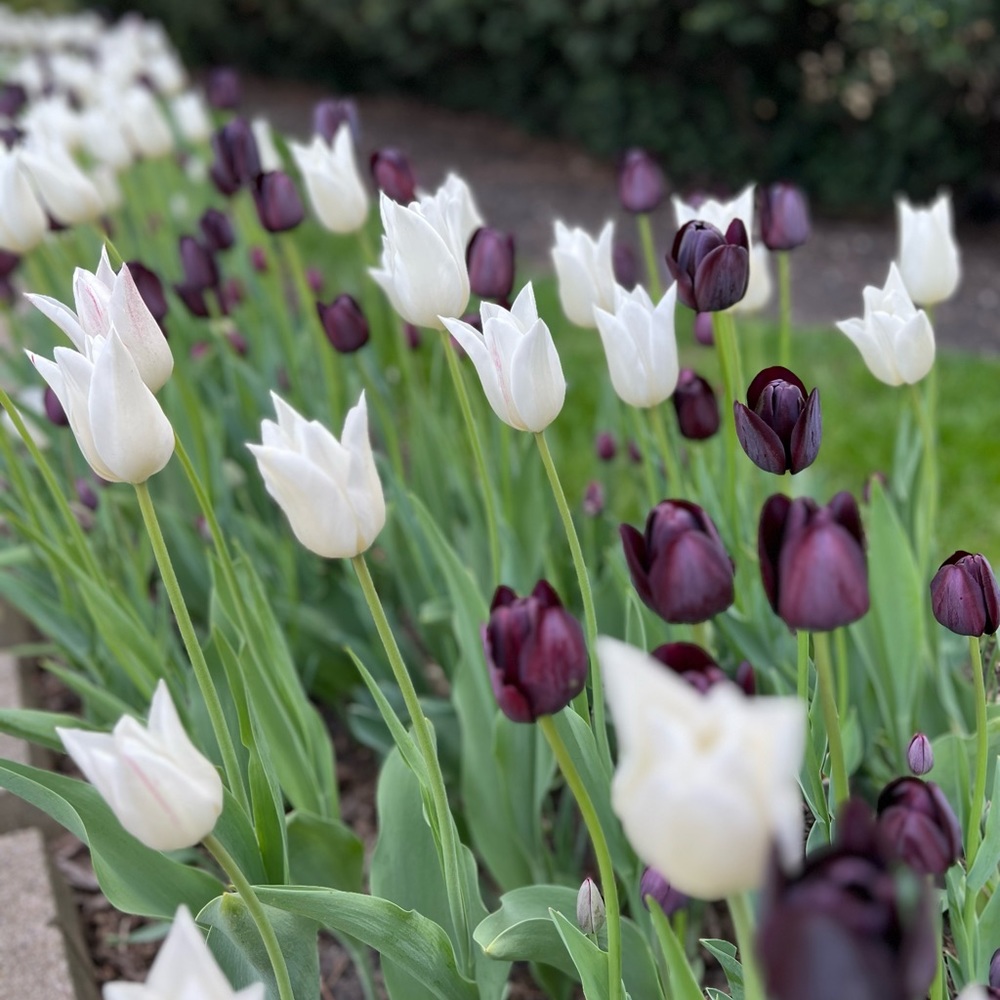 Meet your Posher, Tara